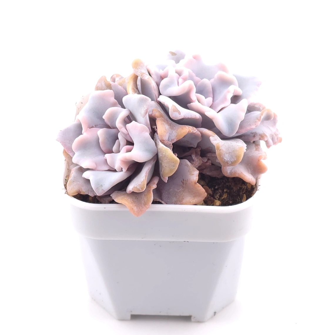 Echeveria ‘Crispate Beauty’ | 芭蕾舞者 thumbnail 3