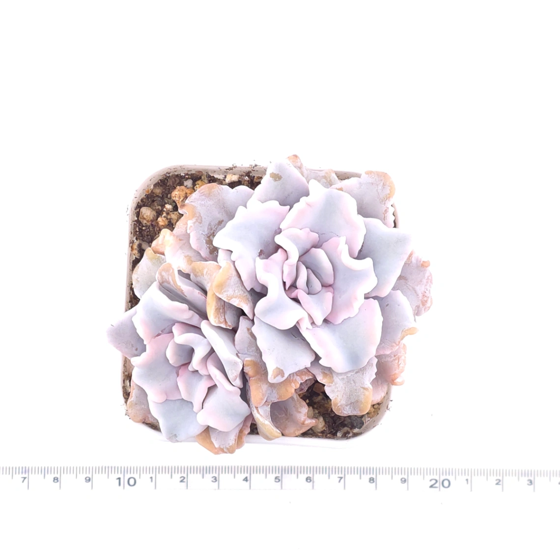 Echeveria ‘Crispate Beauty’ | 芭蕾舞者 thumbnail 4
