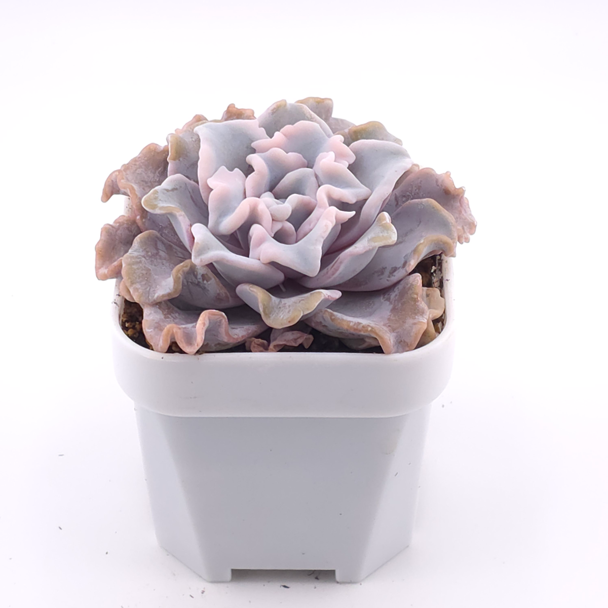 Echeveria ‘Crispate Beauty’ | 芭蕾舞者 thumbnail 3
