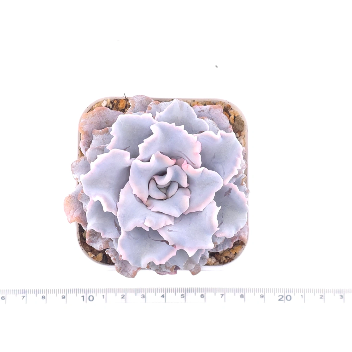 Echeveria ‘Crispate Beauty’ | 芭蕾舞者 thumbnail 4