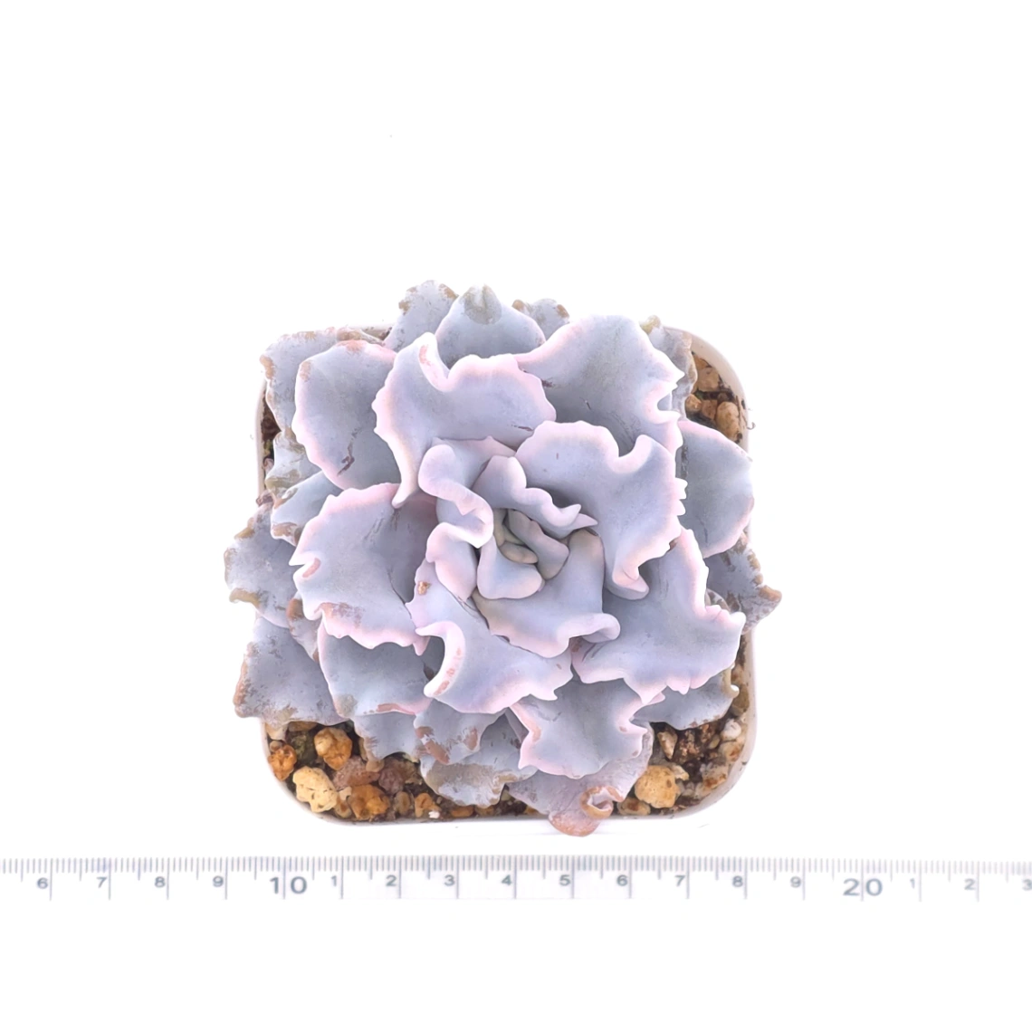 Echeveria ‘Crispate Beauty’ | 芭蕾舞者 thumbnail 4