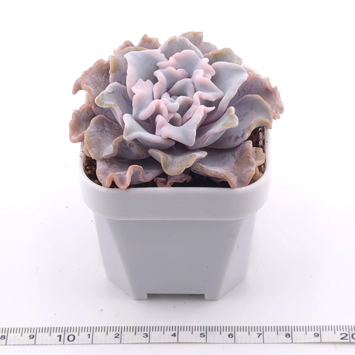Echeveria ‘Crispate Beauty’ | 芭蕾舞者 thumbnail 4