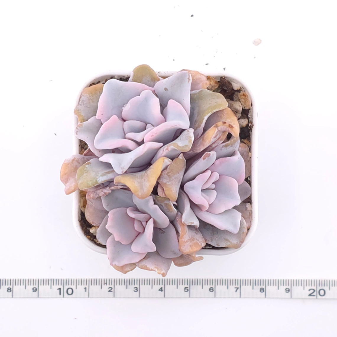 Echeveria ‘Crispate Beauty’ | 芭蕾舞者 thumbnail 3