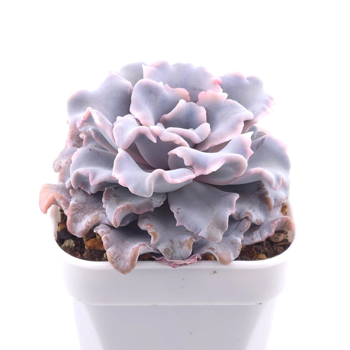 Echeveria ‘Crispate Beauty’ | 芭蕾舞者 thumbnail 2