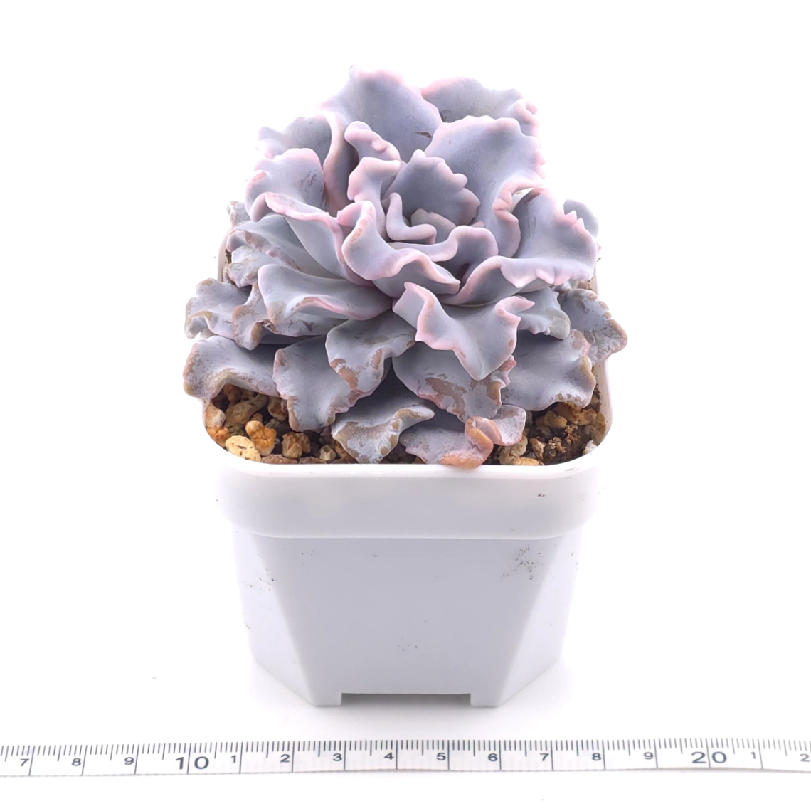Echeveria ‘Crispate Beauty’ | 芭蕾舞者 thumbnail 3