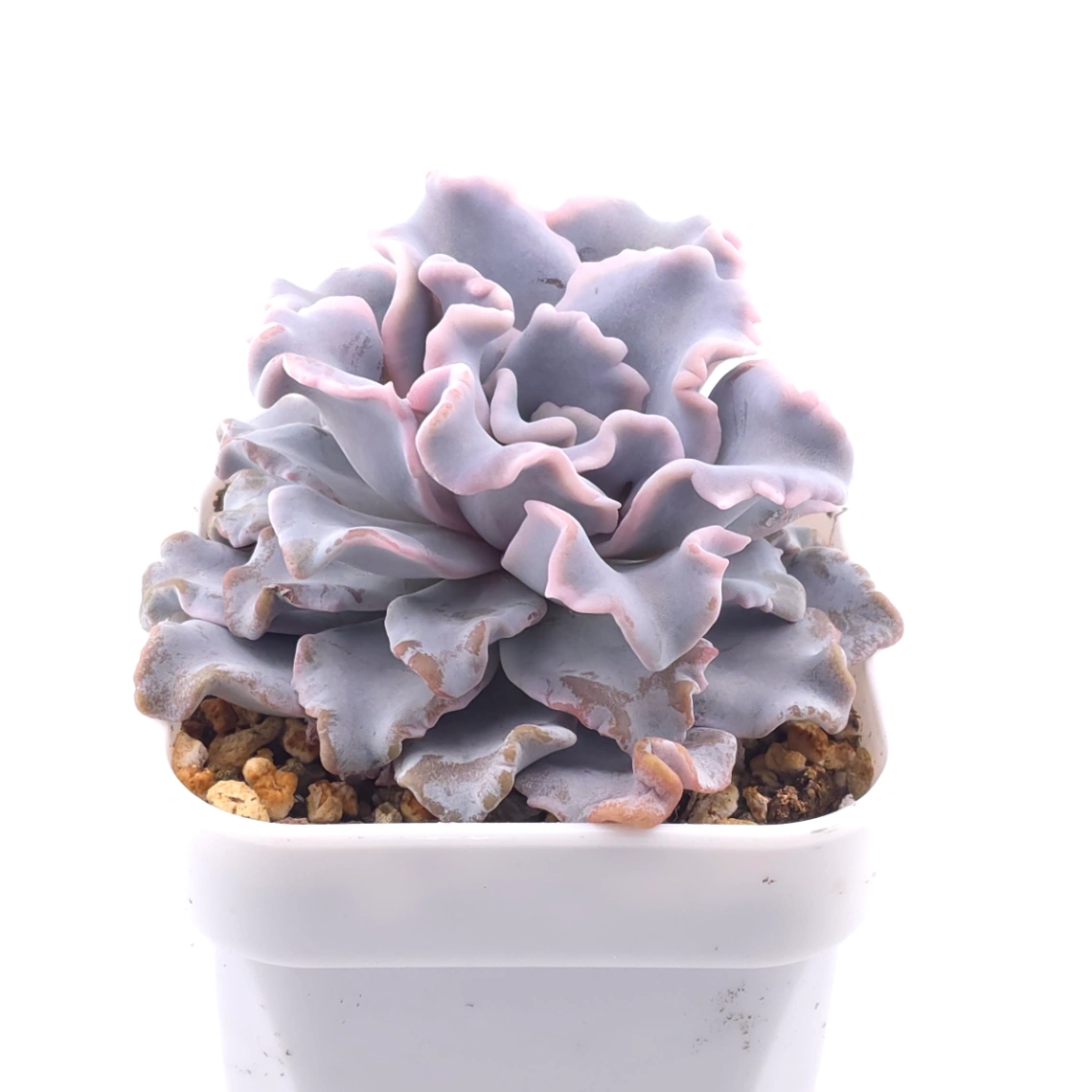 Echeveria ‘Crispate Beauty’ | 芭蕾舞者 thumbnail 2