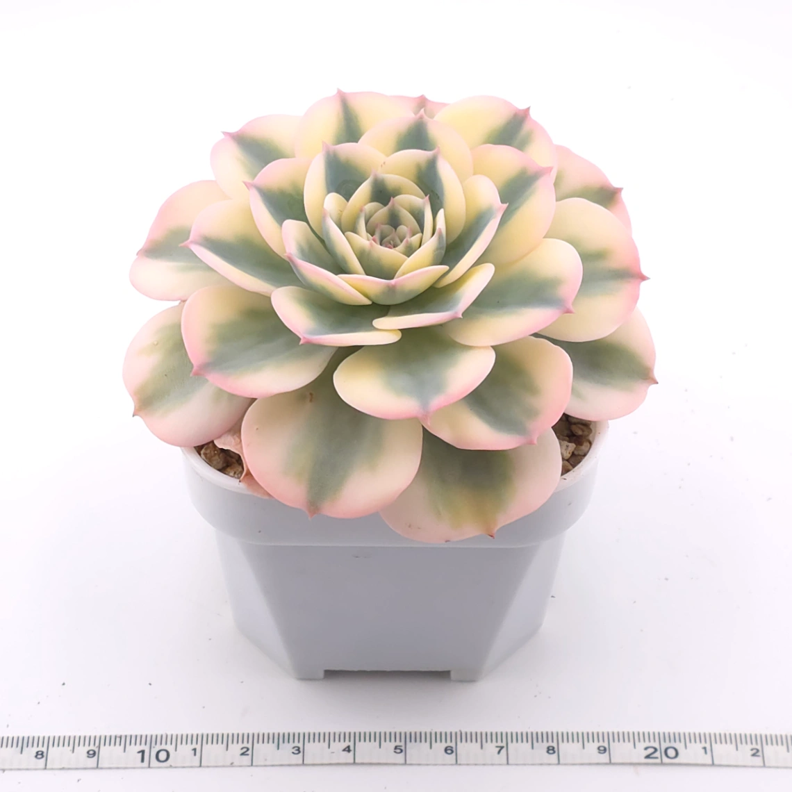 Echeveria ‘Lenore Dean / Compton Carousel’ variegated | 玉蝶錦 thumbnail 3