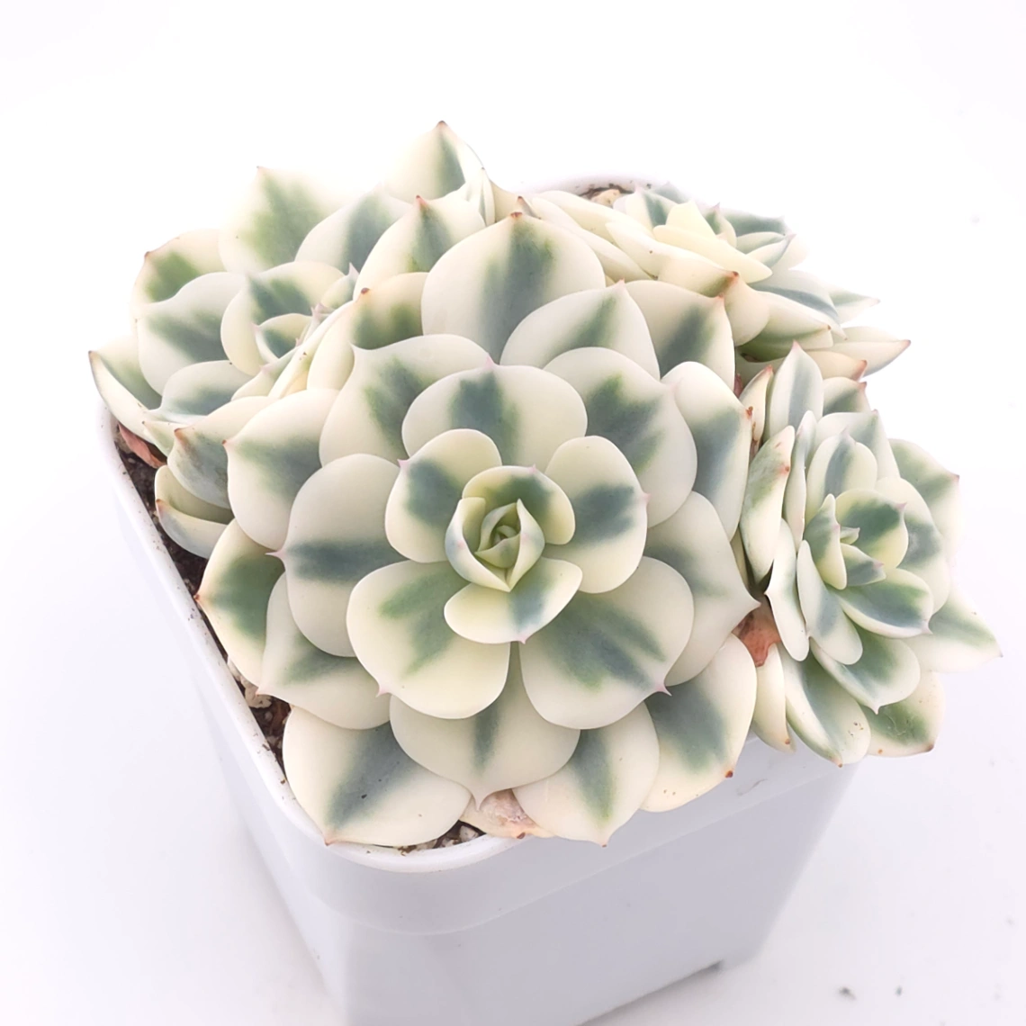 Echeveria ‘Lenore Dean / Compton Carousel’ variegated | 玉蝶錦 thumbnail 2