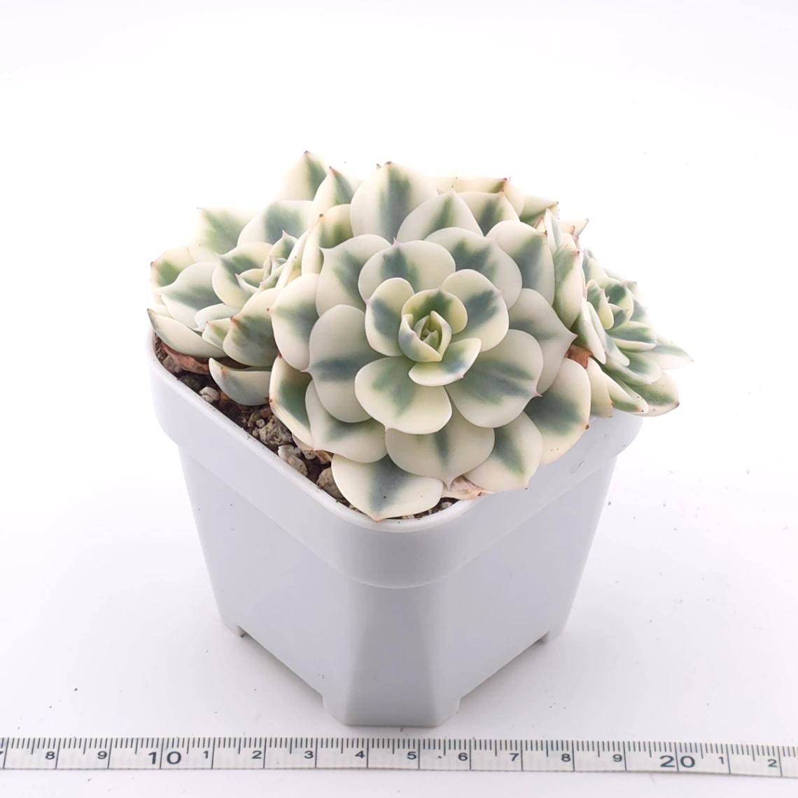 Echeveria ‘Lenore Dean / Compton Carousel’ variegated | 玉蝶錦 thumbnail 3