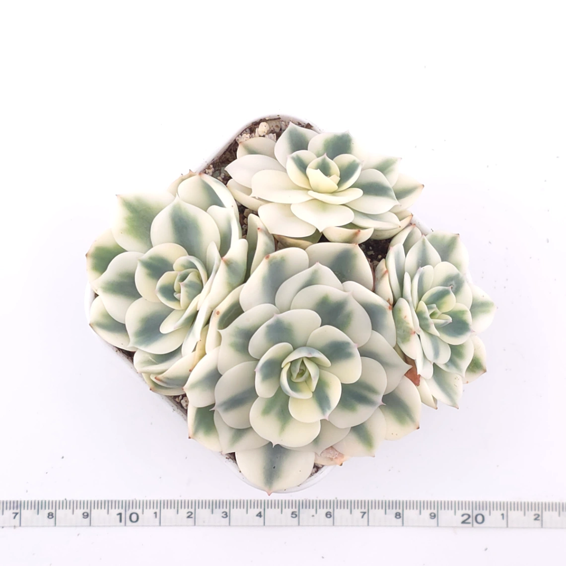 Echeveria ‘Lenore Dean / Compton Carousel’ variegated | 玉蝶錦 thumbnail 4