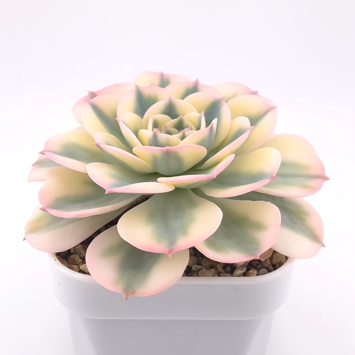 Echeveria ‘Lenore Dean / Compton Carousel’ variegated | 玉蝶錦 thumbnail 2