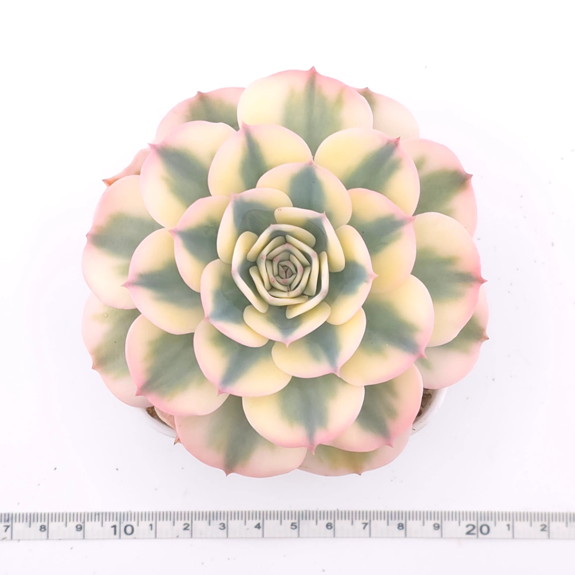 Echeveria ‘Lenore Dean / Compton Carousel’ variegated | 玉蝶錦 thumbnail 4