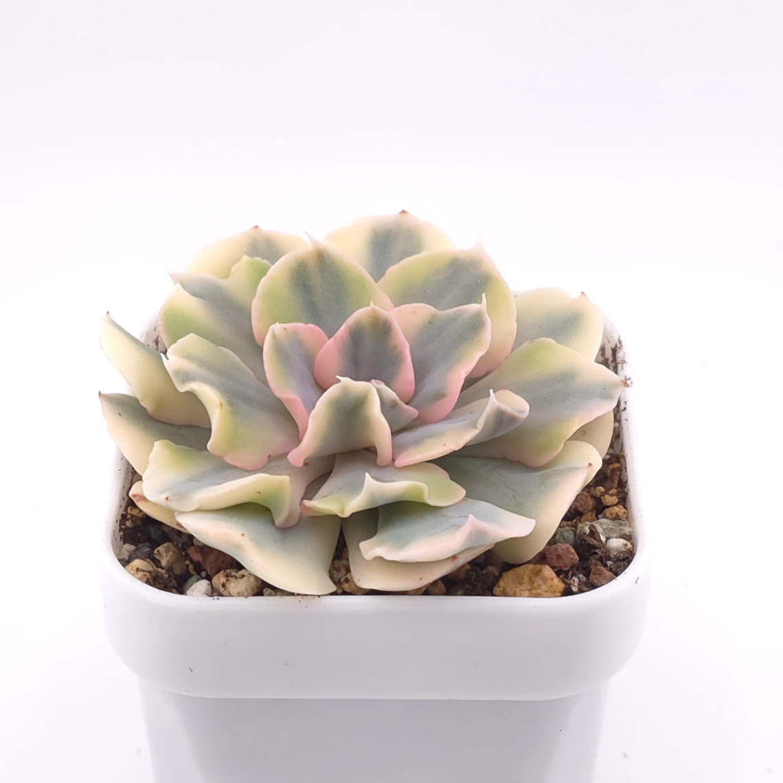 Echeveria ‘Liberia’ variegated | 利比亞錦 thumbnail 2