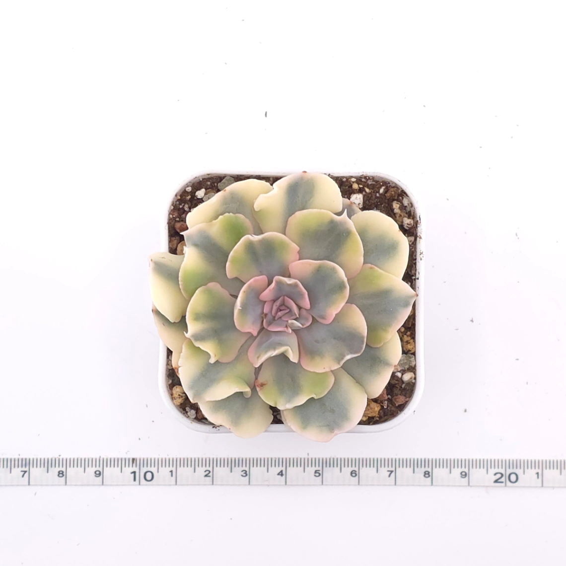 Echeveria ‘Liberia’ variegated | 利比亞錦 thumbnail 4