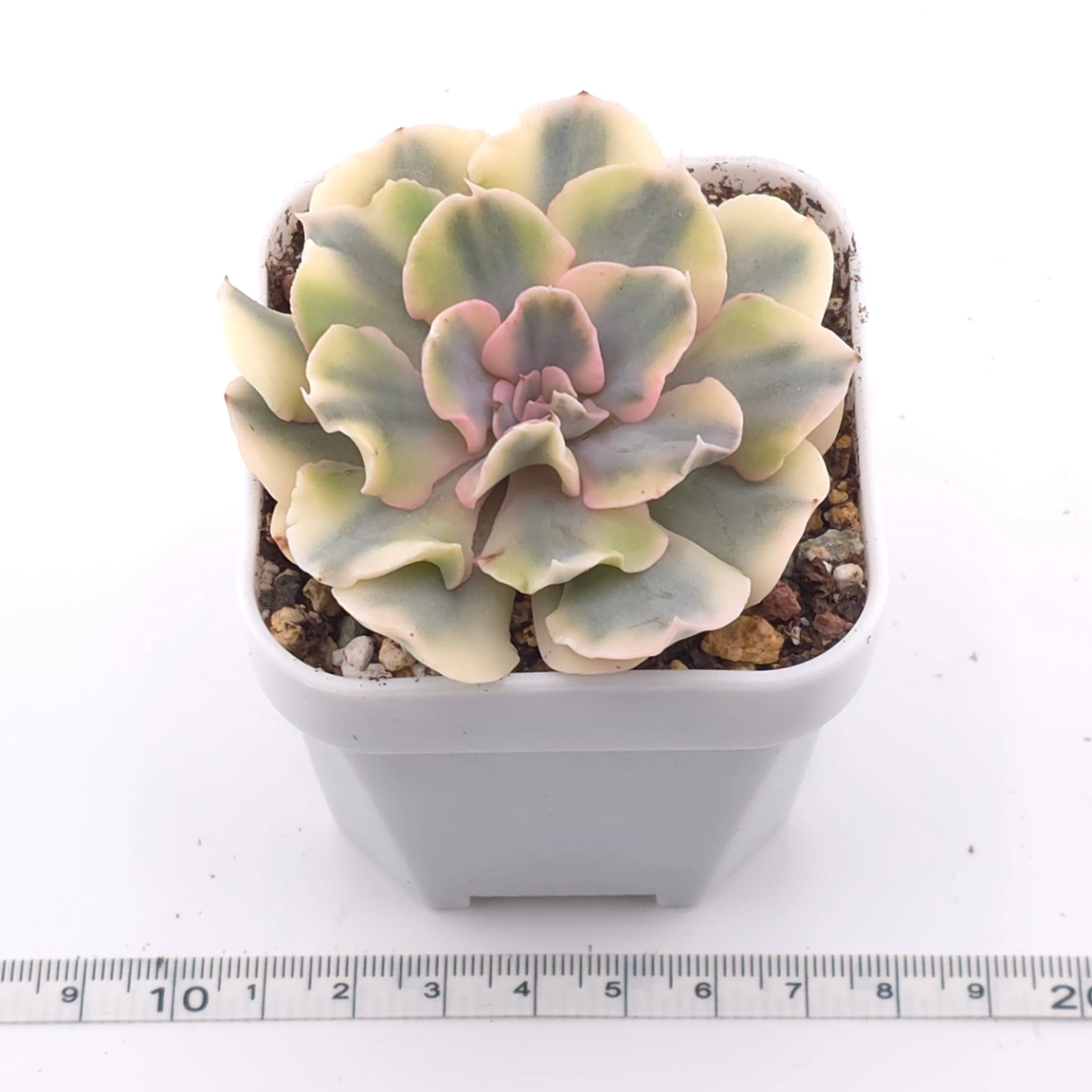 Echeveria ‘Liberia’ variegated | 利比亞錦 thumbnail 3
