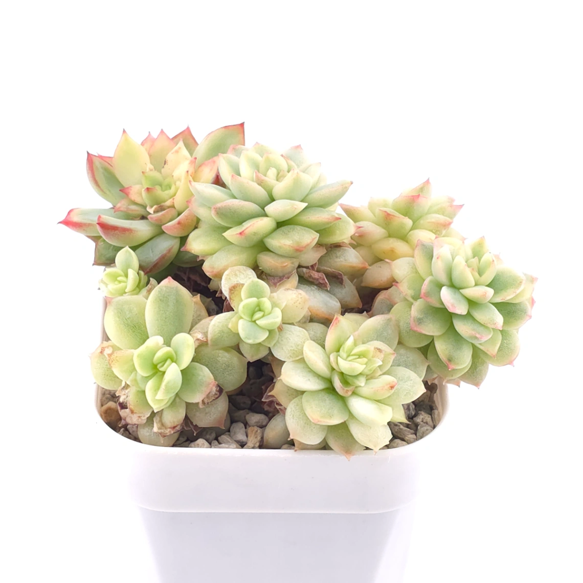 Echeveria ‘Mebina’ variegated clustering | 女雛錦群 thumbnail 2