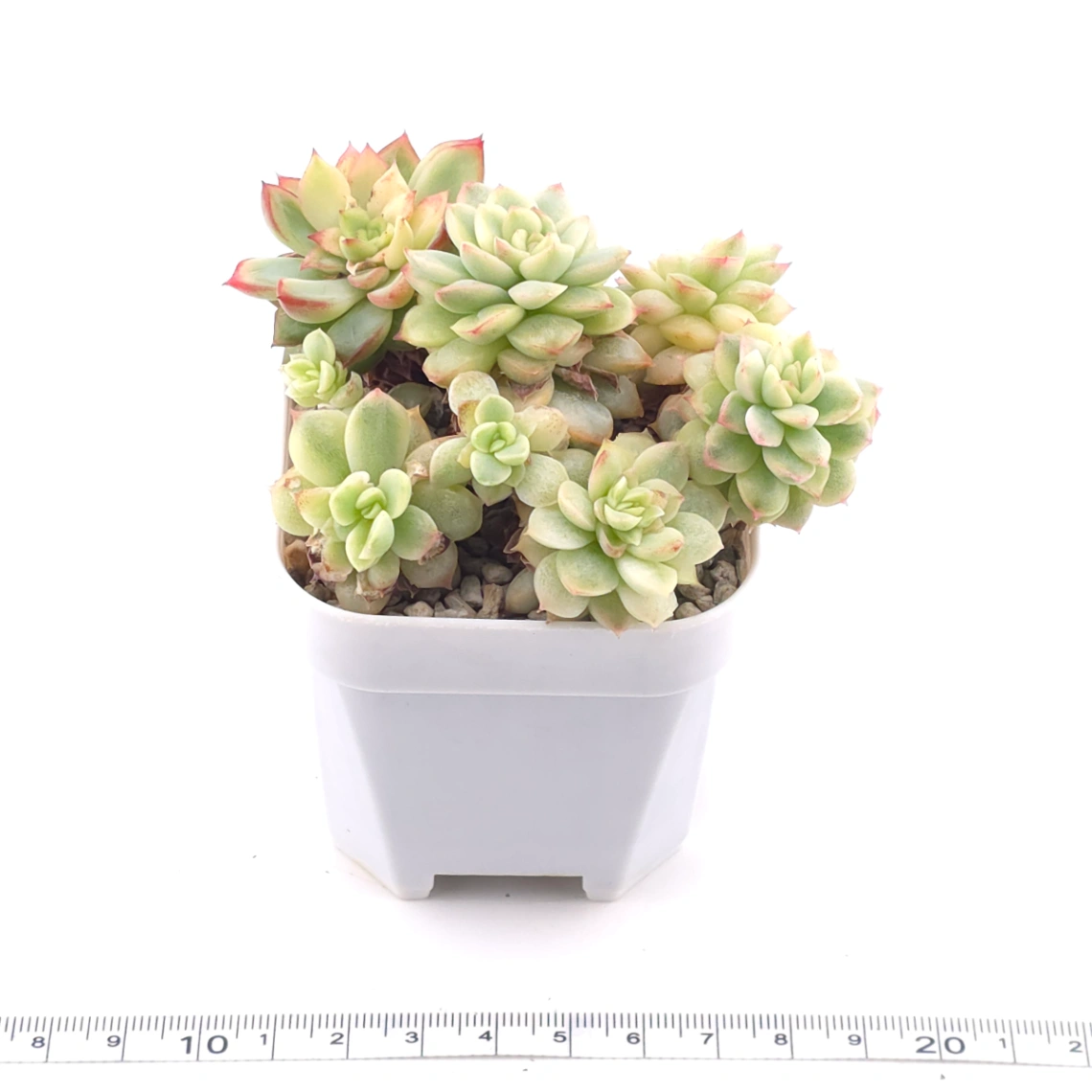 Echeveria ‘Mebina’ variegated clustering | 女雛錦群 thumbnail 3