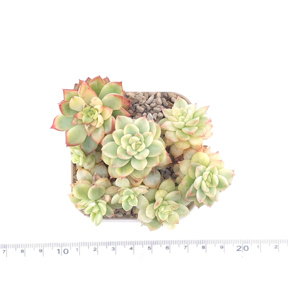 Echeveria ‘Mebina’ variegated clustering | 女雛錦群 thumbnail 4