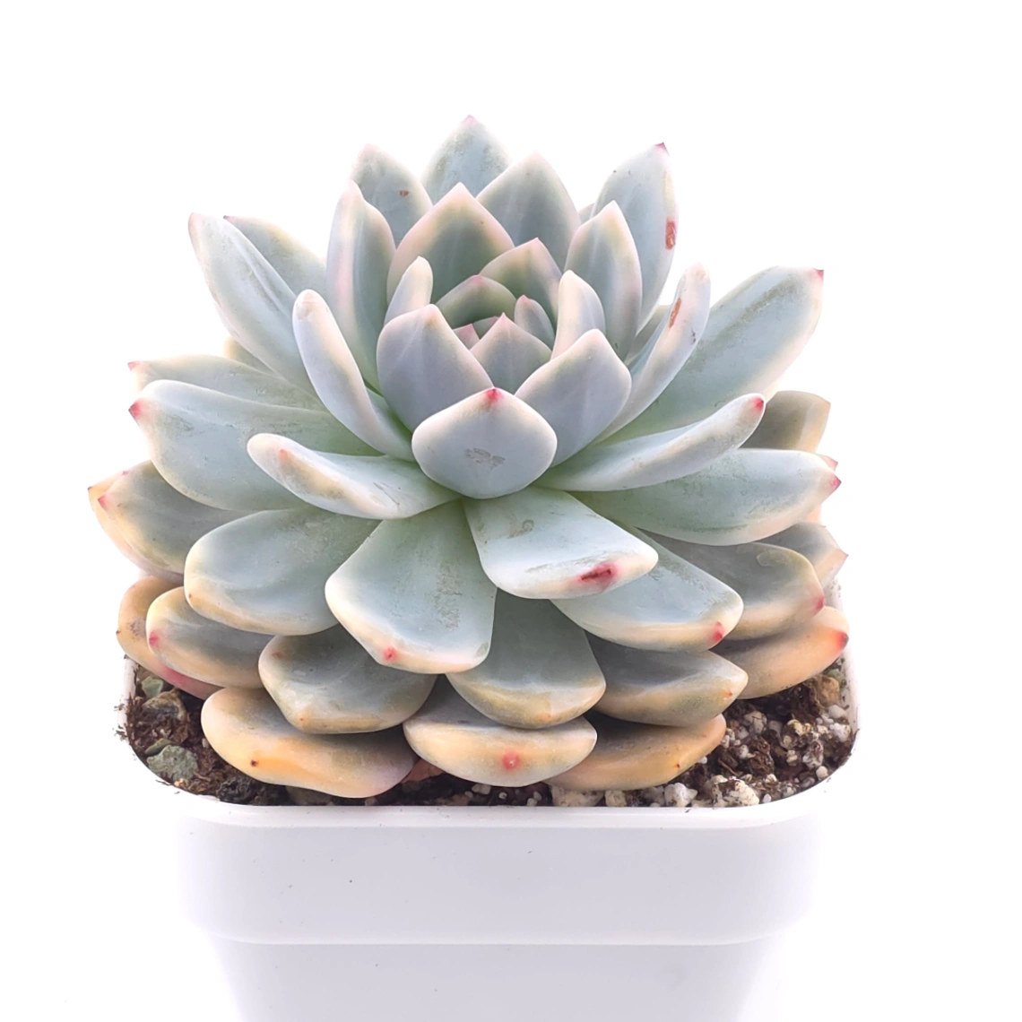 Echeveria ‘Orange Monroe’ variegated | 橙夢露錦 thumbnail 2