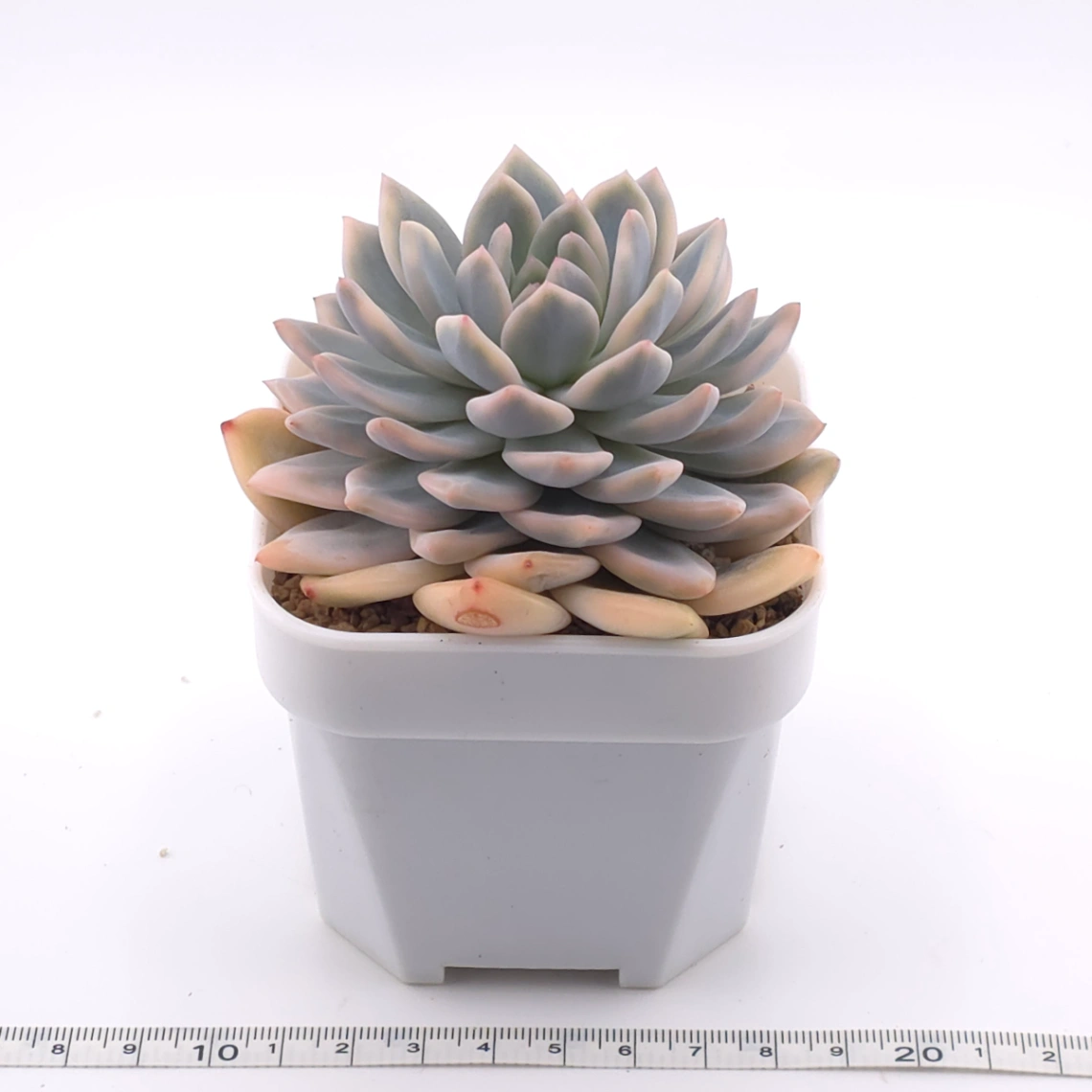 Echeveria ‘Orange Monroe’ variegated | 橙夢露錦 thumbnail 3