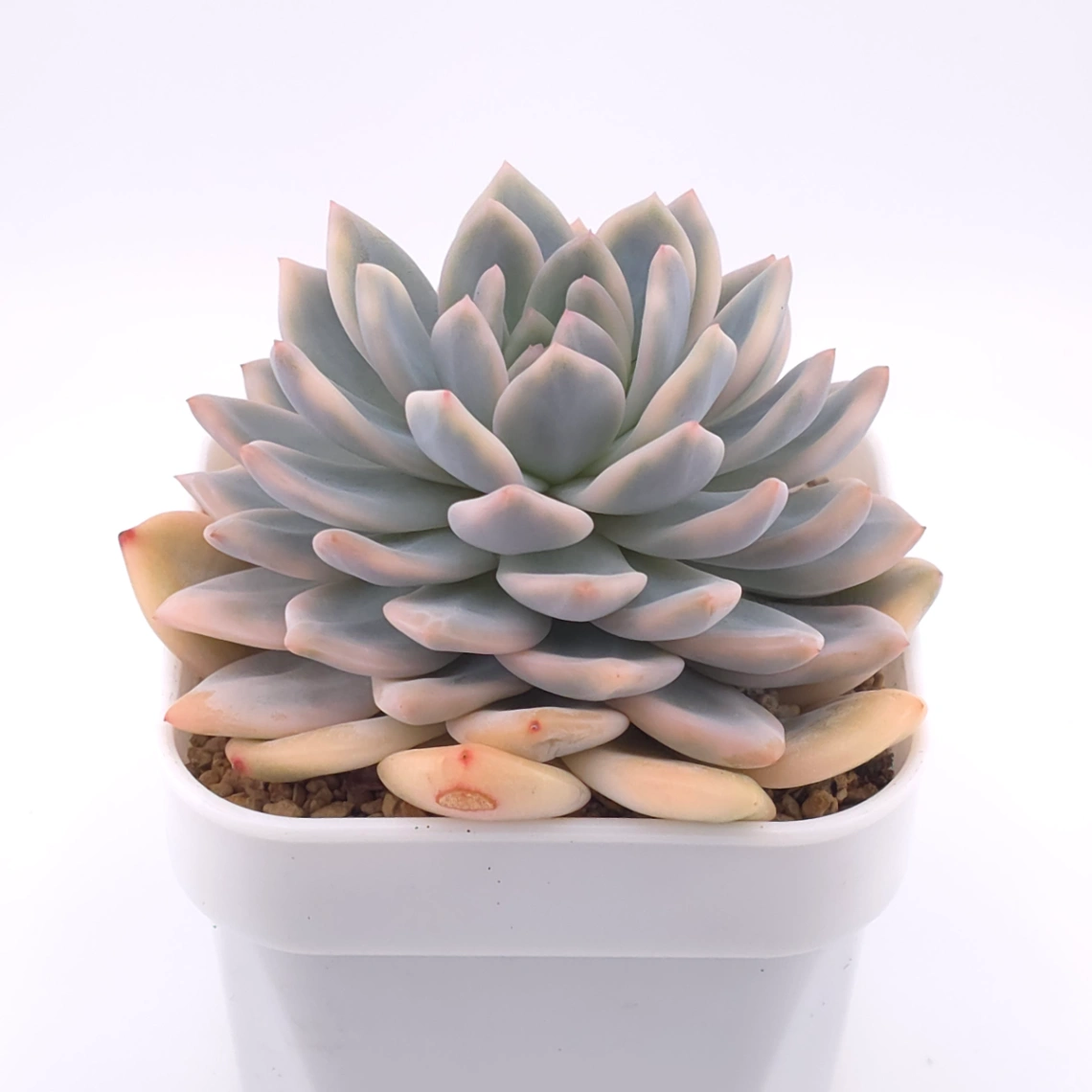 Echeveria ‘Orange Monroe’ variegated | 橙夢露錦 thumbnail 2