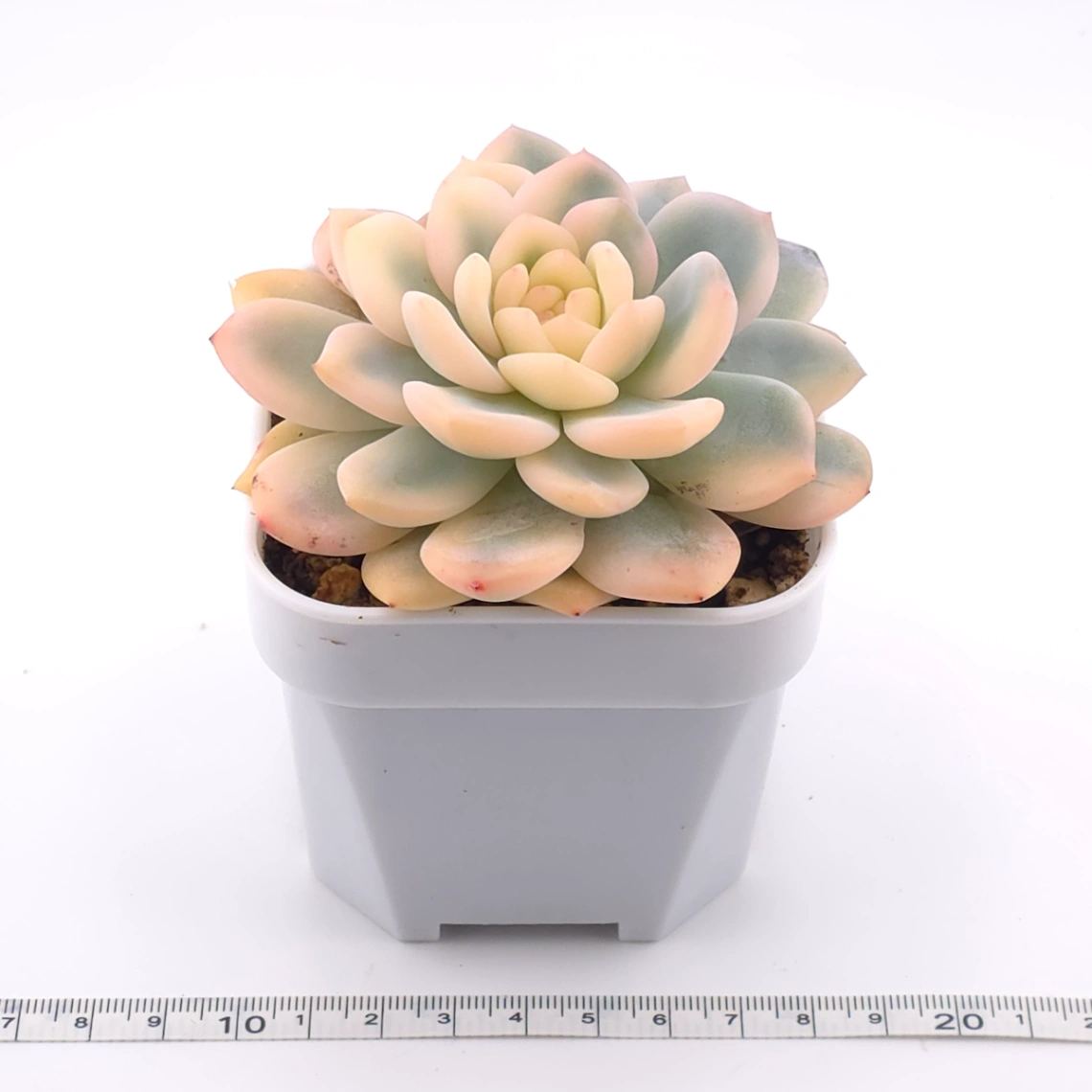 Echeveria ‘Orange Monroe’ variegated | 橙夢露錦 thumbnail 3