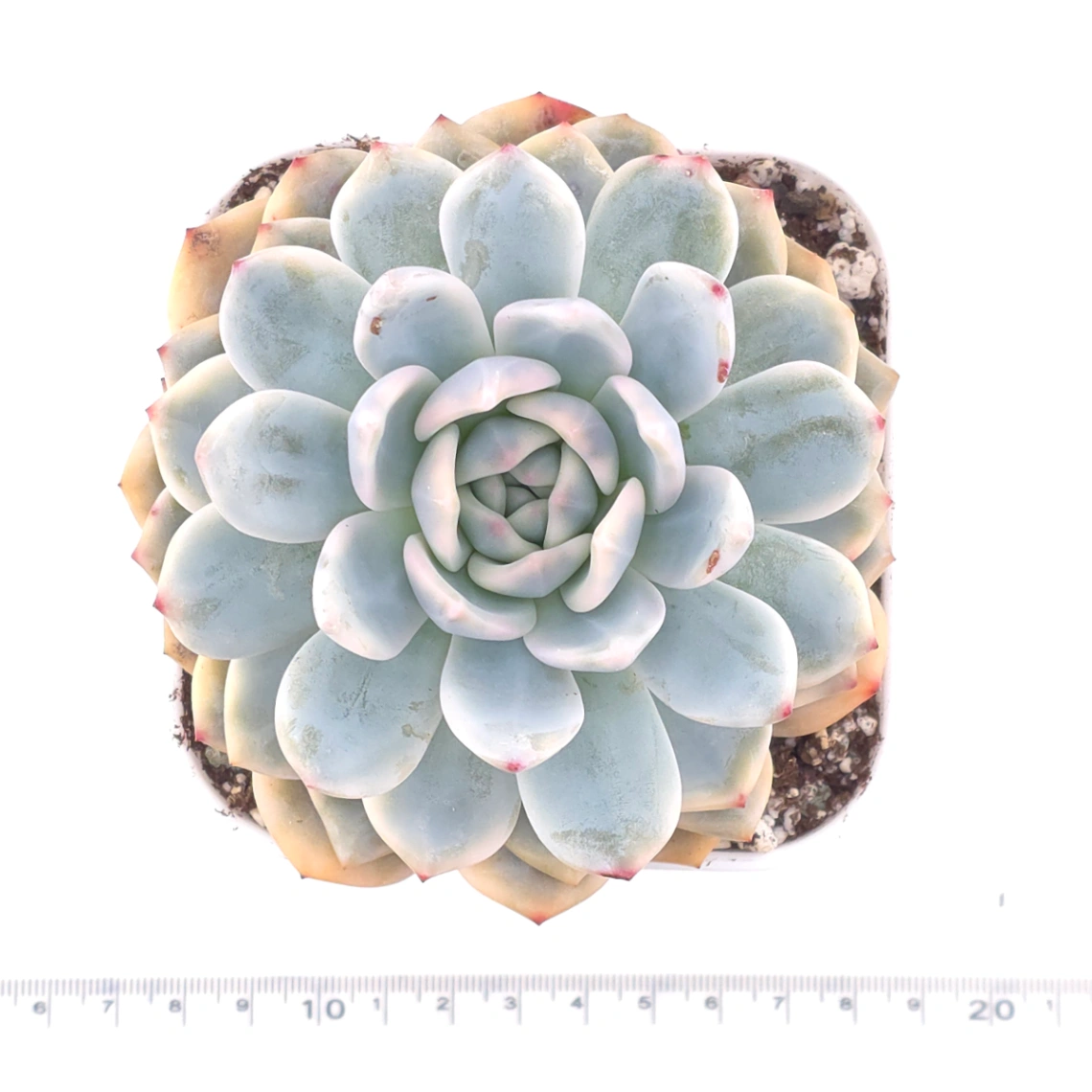 Echeveria ‘Orange Monroe’ variegated | 橙夢露錦 thumbnail 4