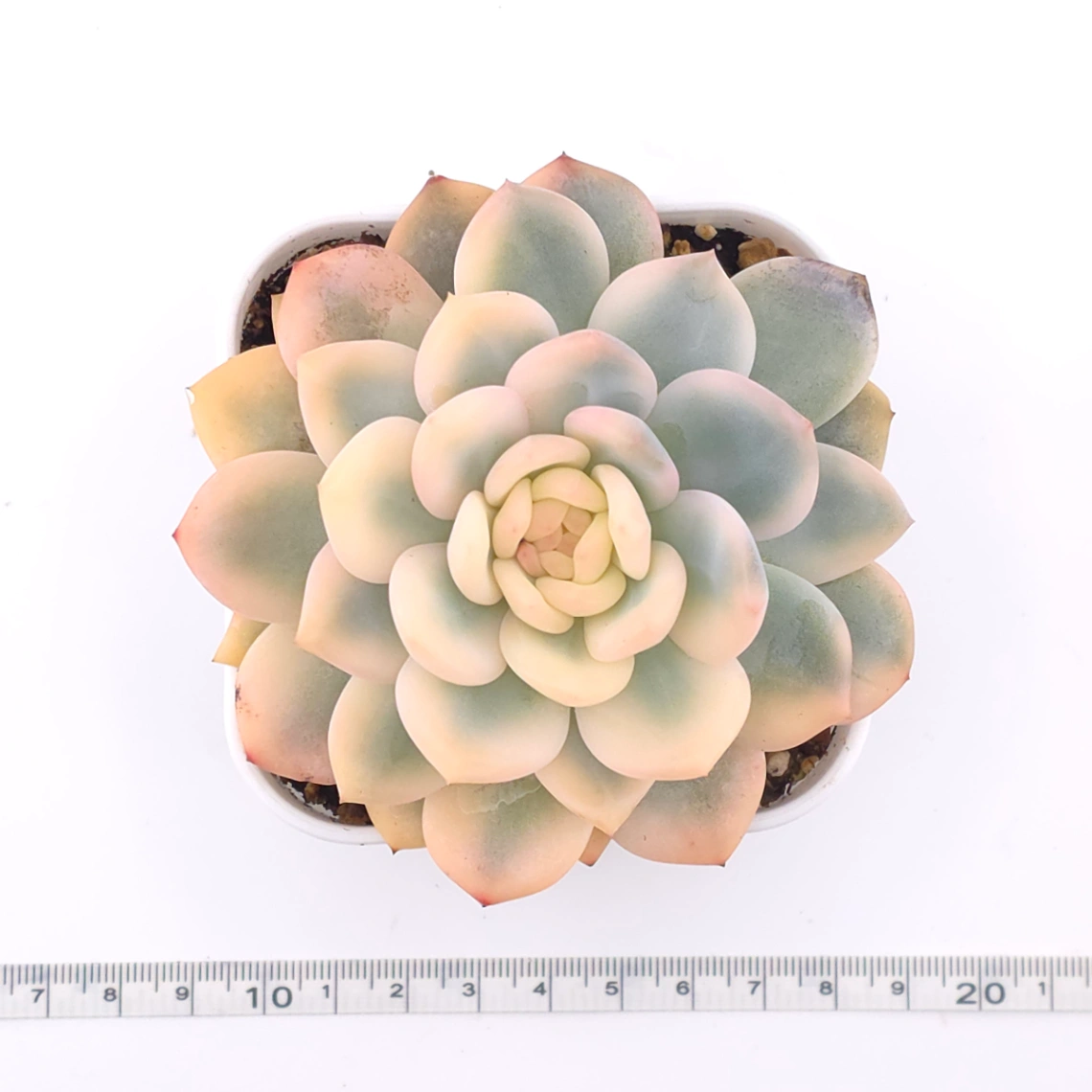Echeveria ‘Orange Monroe’ variegated | 橙夢露錦 thumbnail 4