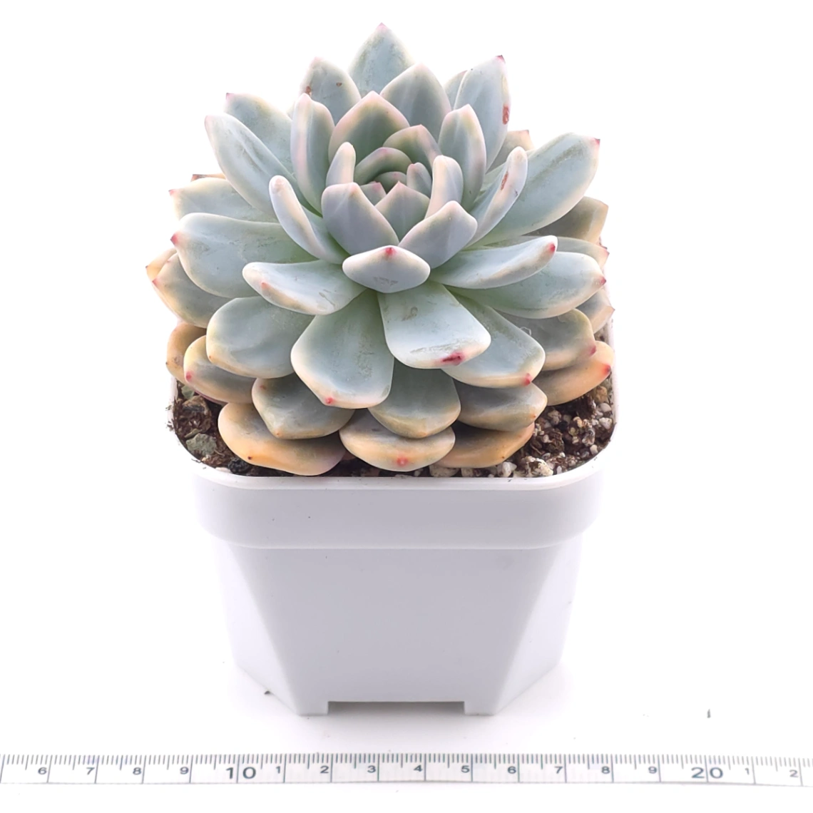 Echeveria ‘Orange Monroe’ variegated | 橙夢露錦 thumbnail 3
