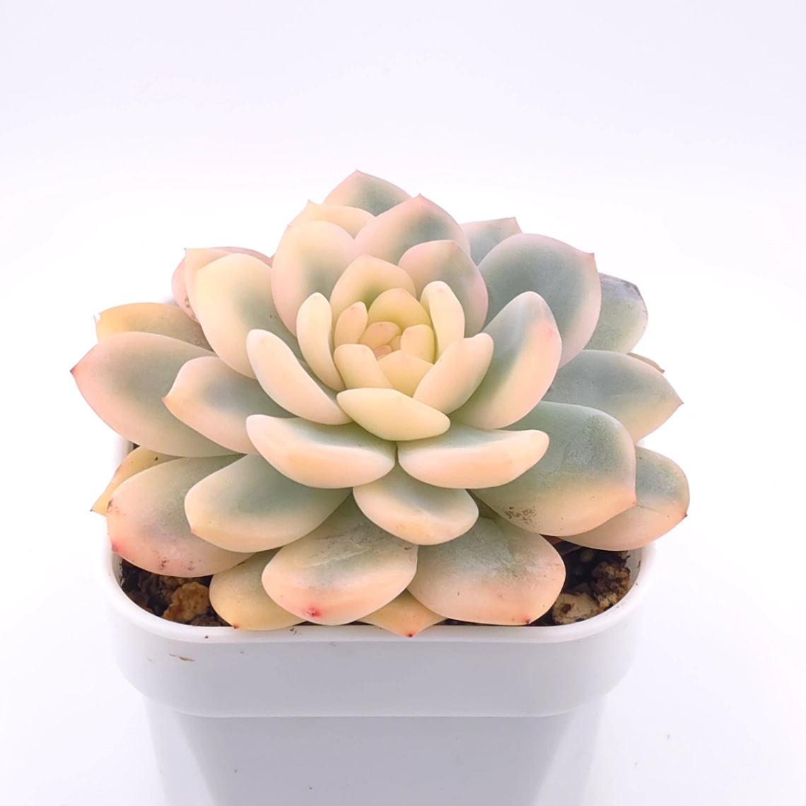 Echeveria ‘Orange Monroe’ variegated | 橙夢露錦 thumbnail 2