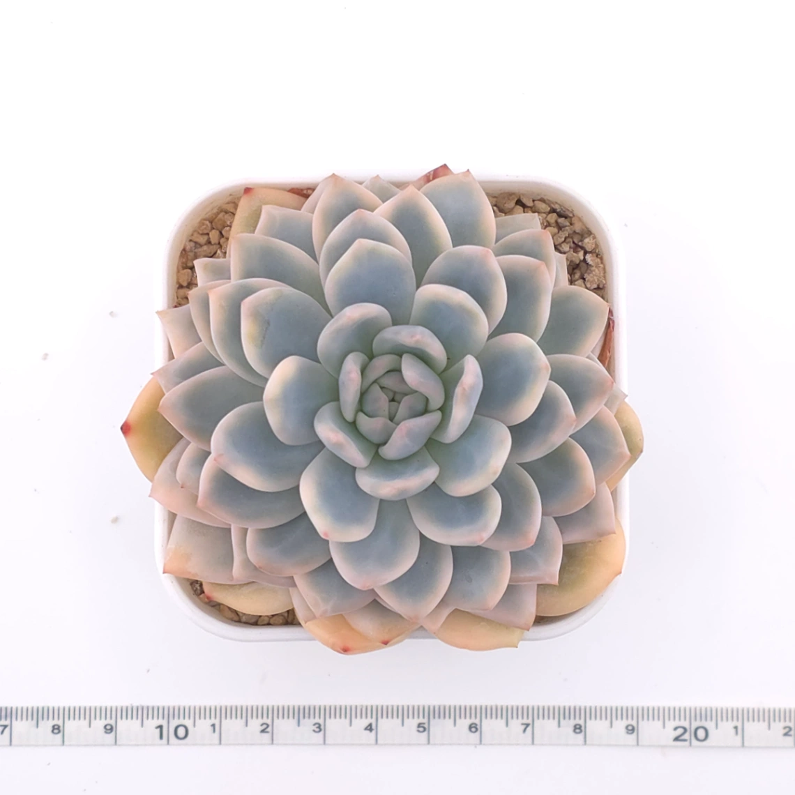 Echeveria ‘Orange Monroe’ variegated | 橙夢露錦 thumbnail 4