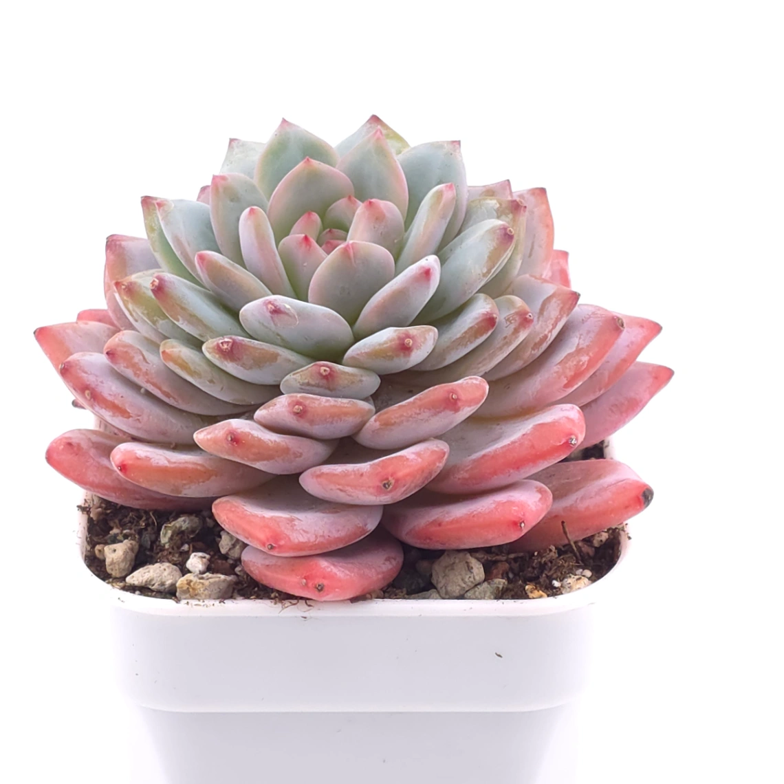 Echeveria ‘Star Orange’ | 星星橙 thumbnail 2