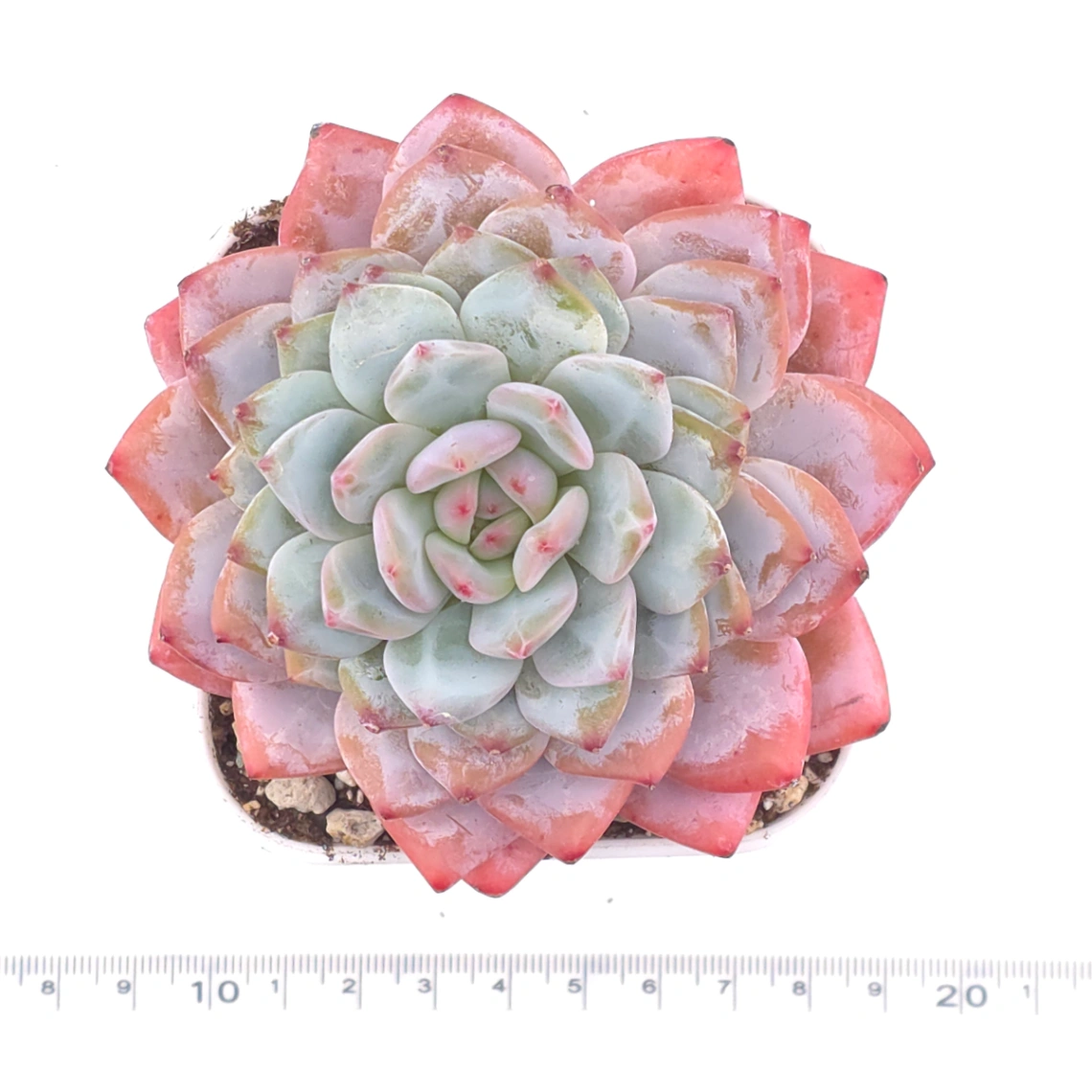 Echeveria ‘Star Orange’ | 星星橙 thumbnail 4