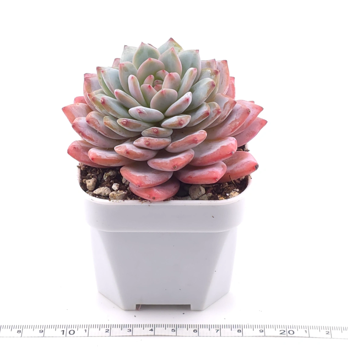 Echeveria ‘Star Orange’ | 星星橙 thumbnail 3