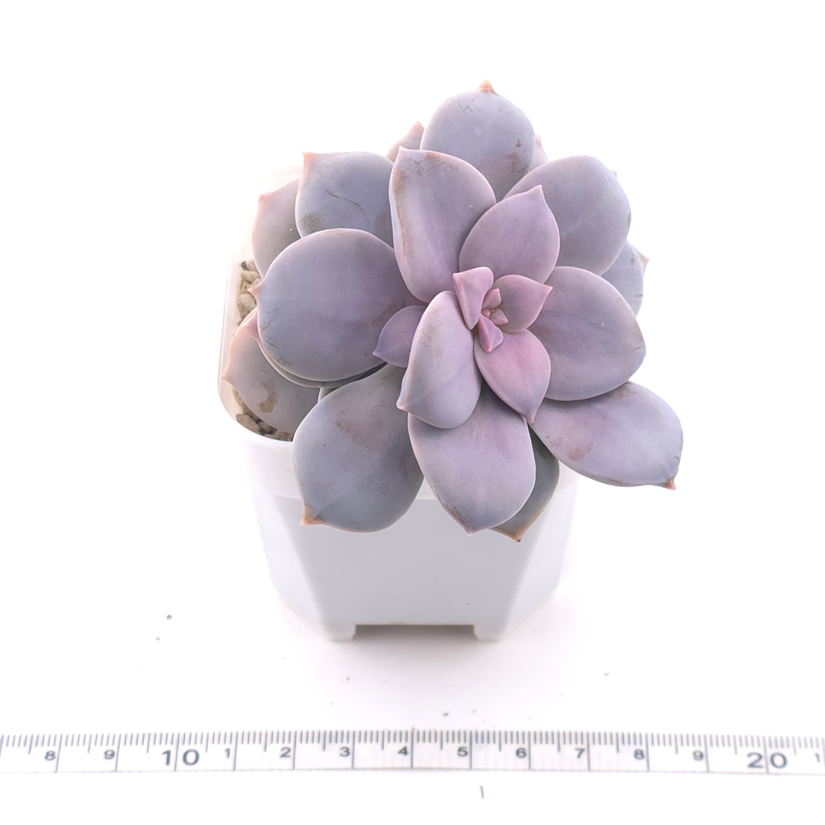 Graptopetalum pentandrum superbum | 華麗風車 thumbnail 4