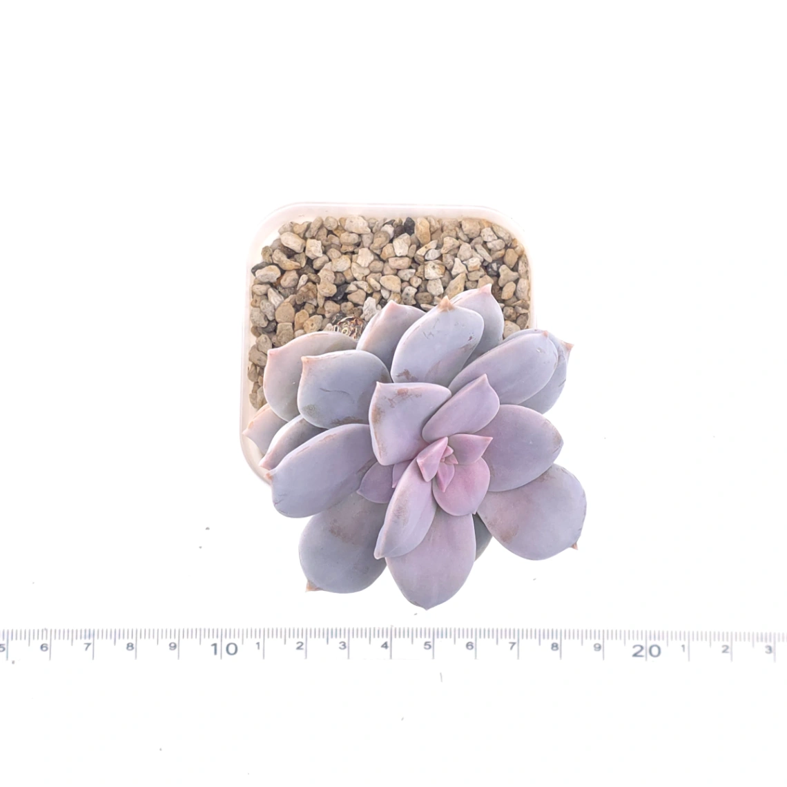 Graptopetalum pentandrum superbum | 華麗風車 thumbnail 2