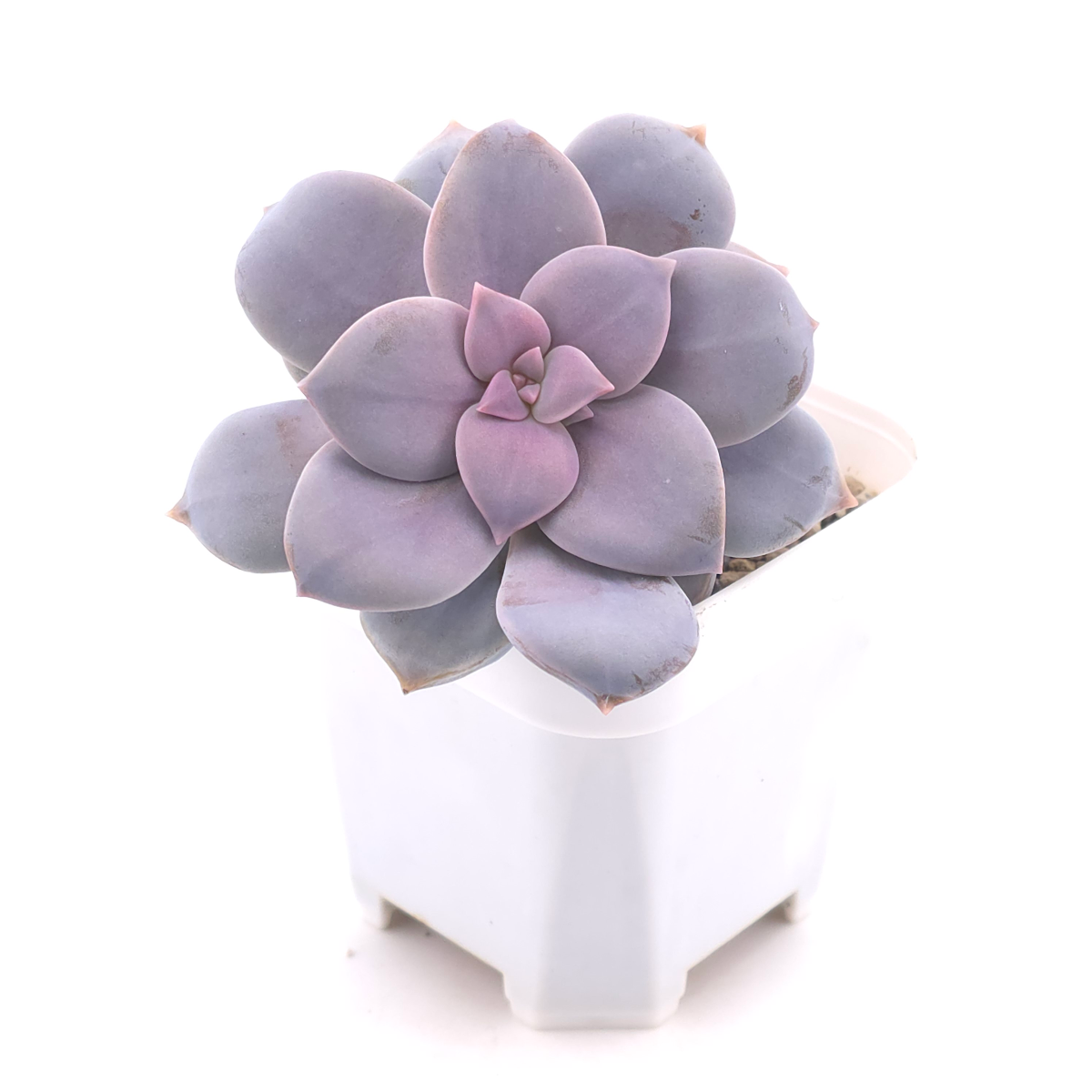 Graptopetalum pentandrum superbum | 華麗風車 thumbnail 3
