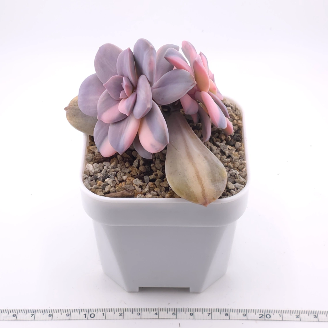 Graptopetalum pentandrum superbum variegated | 華麗風車錦 thumbnail 3