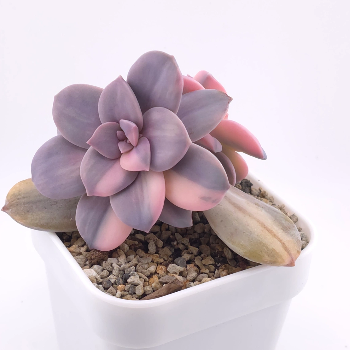 Graptopetalum pentandrum superbum variegated | 華麗風車錦 thumbnail 2