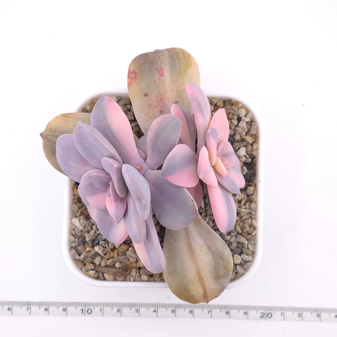 Graptopetalum pentandrum superbum variegated | 華麗風車錦 thumbnail 4