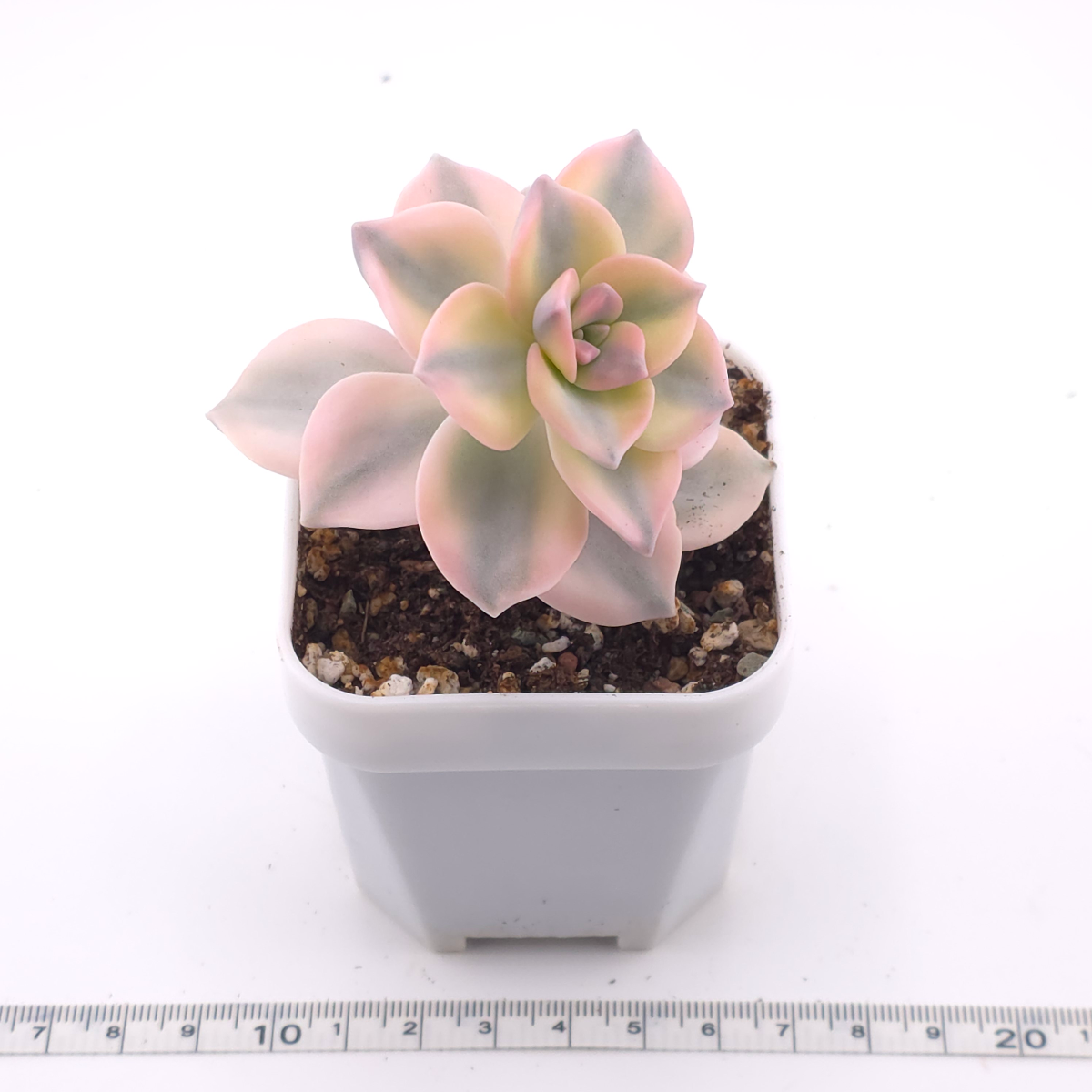 Graptopetalum ‘Purple Delight’ variegated | 紫樂錦 thumbnail 2