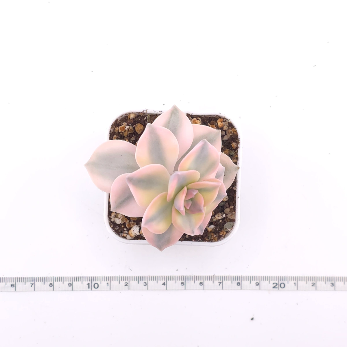Graptopetalum ‘Purple Delight’ variegated | 紫樂錦 thumbnail 3