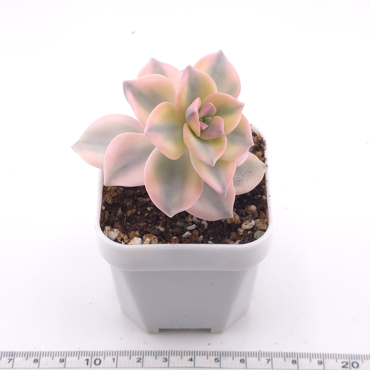 Graptopetalum ‘Purple Delight’ variegated | 紫樂錦 thumbnail 4