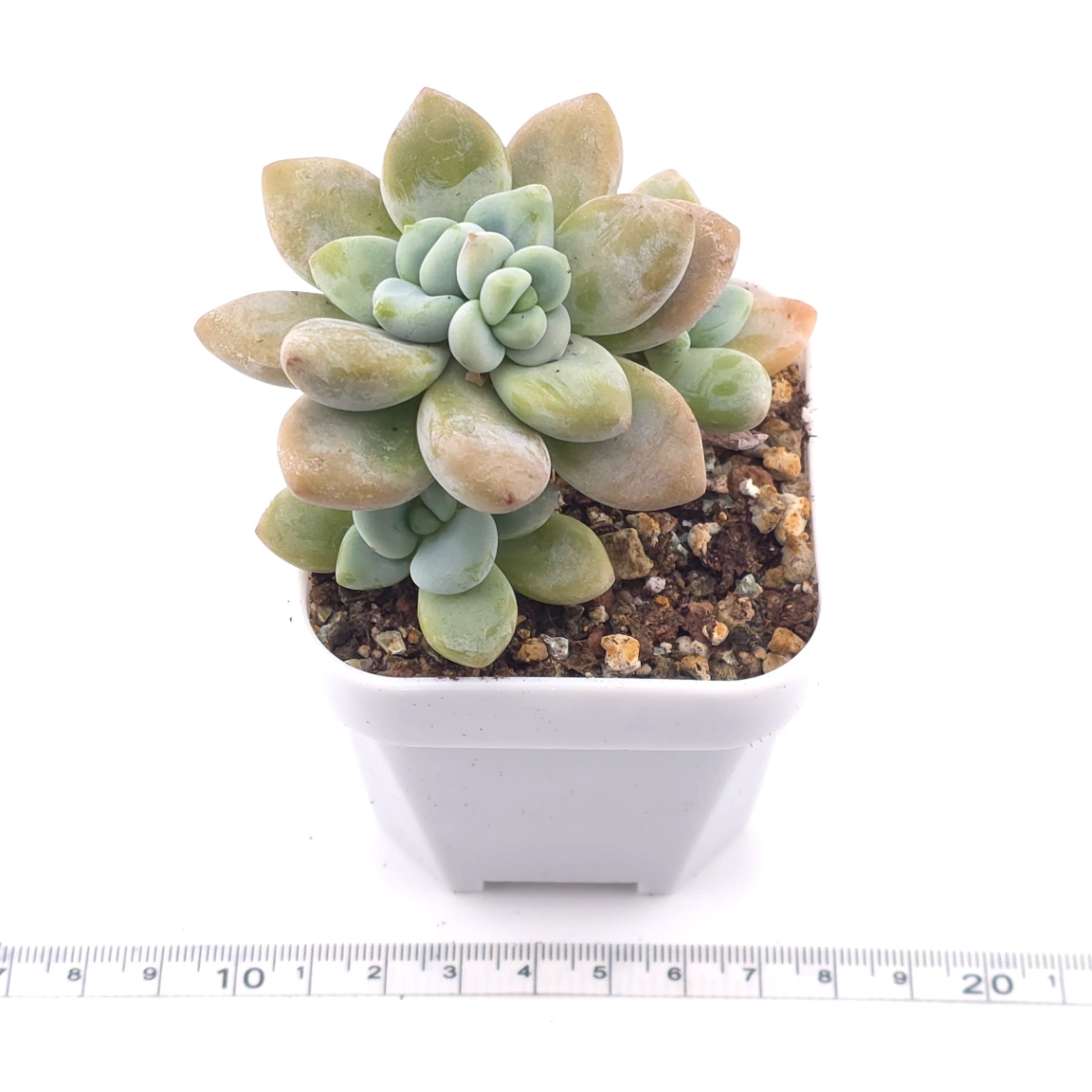 Graptosedum ‘Miul / Luo Goddess’ clustering | 洛神群 thumbnail 3