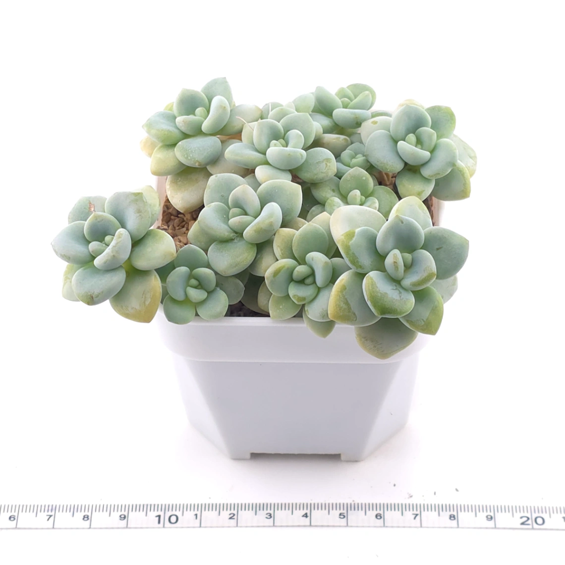 Graptosedum ‘Miul / Luo Goddess’ clustering | 洛神群 thumbnail 3