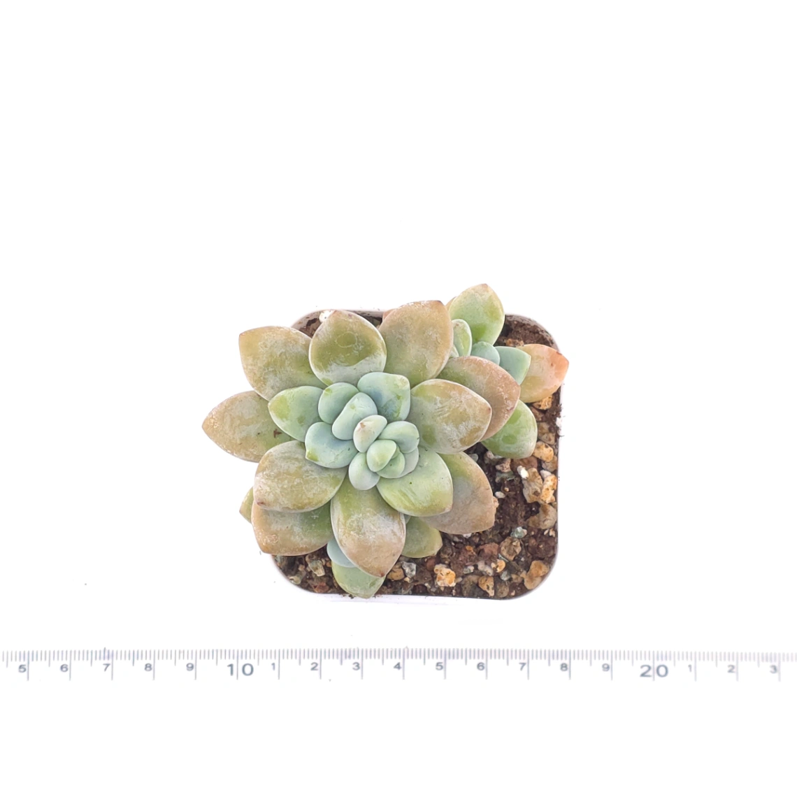 Graptosedum ‘Miul / Luo Goddess’ clustering | 洛神群 thumbnail 4