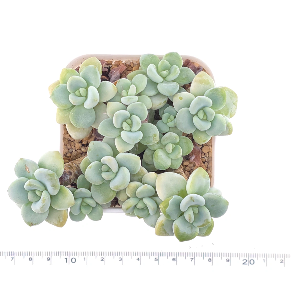 Graptosedum ‘Miul / Luo Goddess’ clustering | 洛神群 thumbnail 4