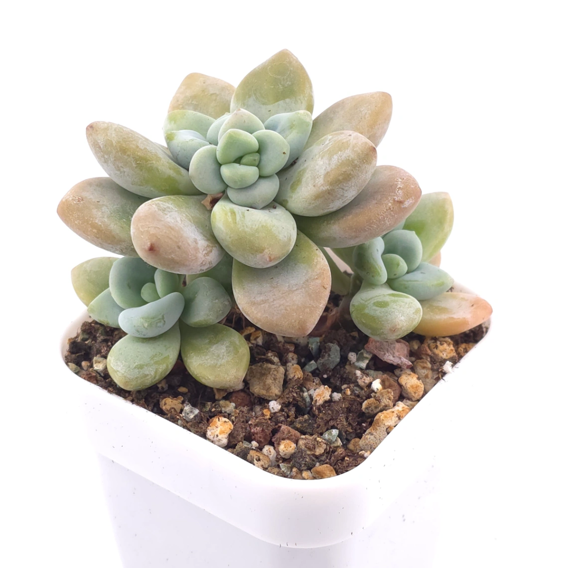 Graptosedum ‘Miul / Luo Goddess’ clustering | 洛神群 thumbnail 2
