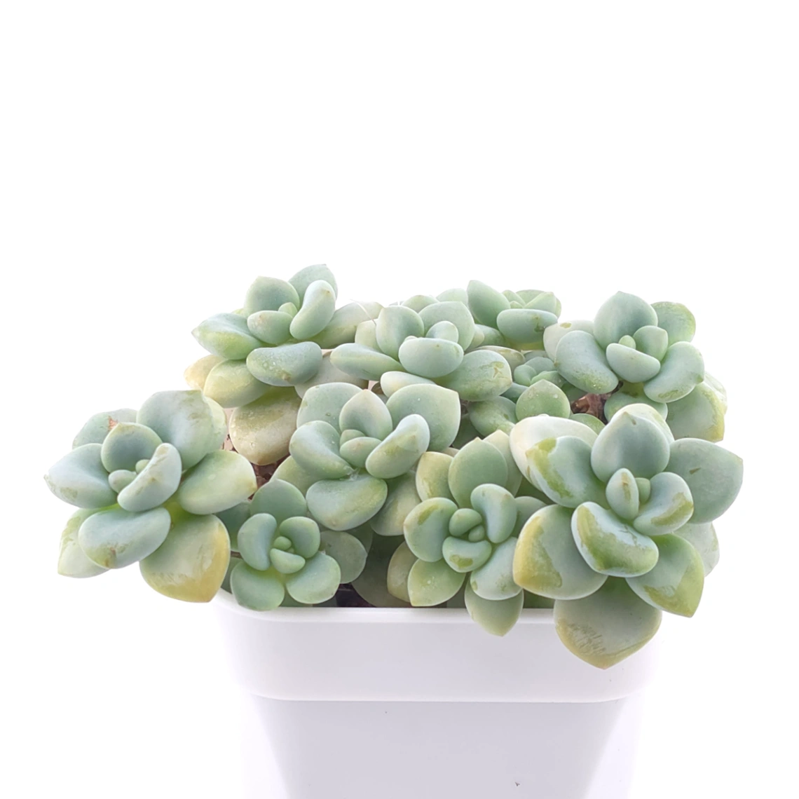 Graptosedum ‘Miul / Luo Goddess’ clustering | 洛神群 thumbnail 2