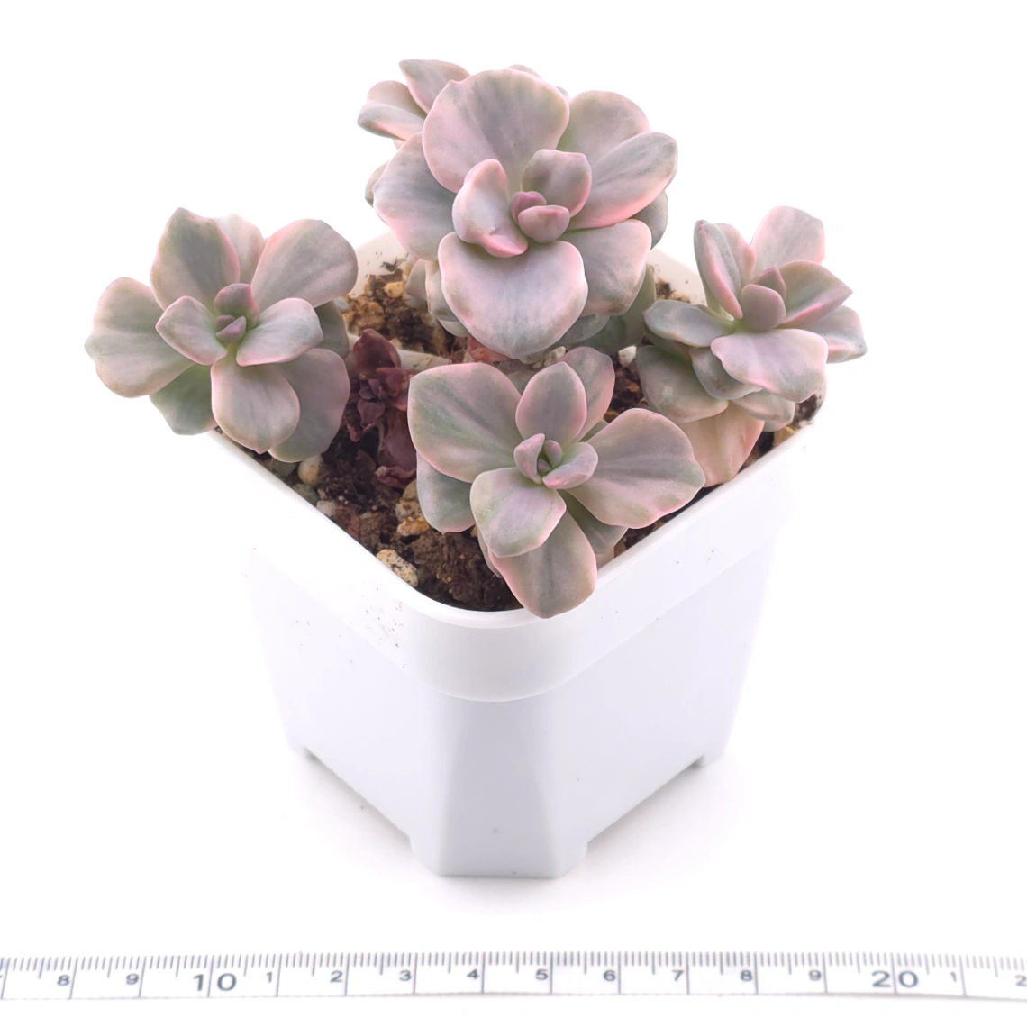 Graptoveria ‘Mrs Richard’ variegated | 彩虹糖錦 thumbnail 2